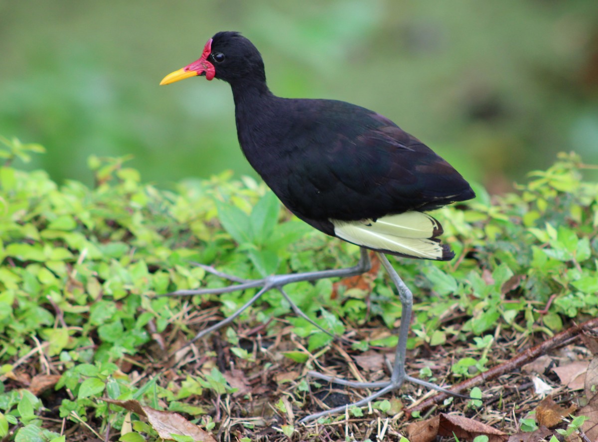 Wattled Jacana (Black-backed) - Tommy DeBardeleben