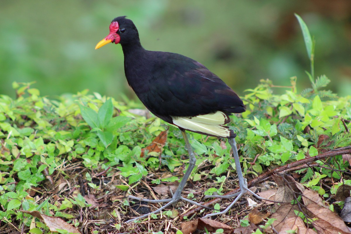 ostnák jihoamerický (ssp. hypomelaena) - ML622733584