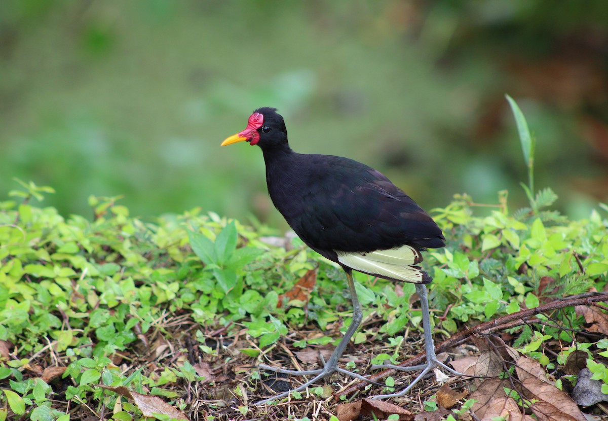 ostnák jihoamerický (ssp. hypomelaena) - ML622733586