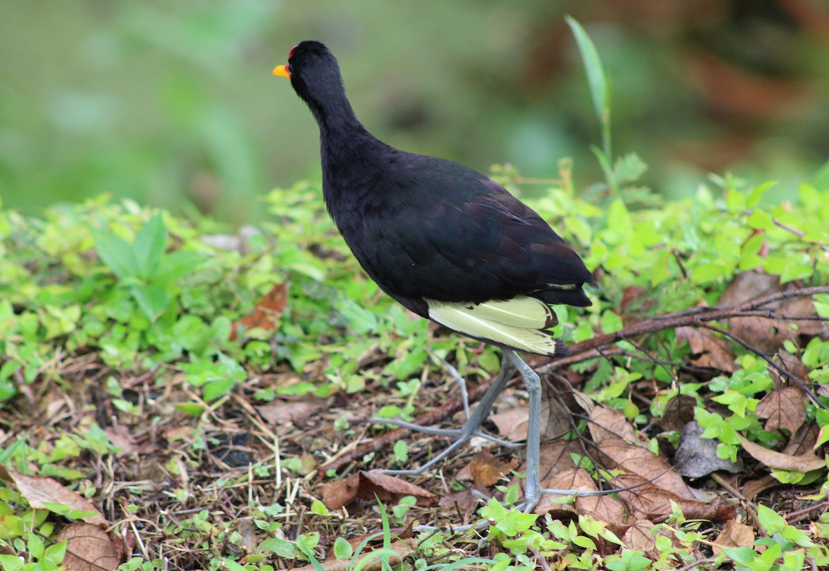 ostnák jihoamerický (ssp. hypomelaena) - ML622733587