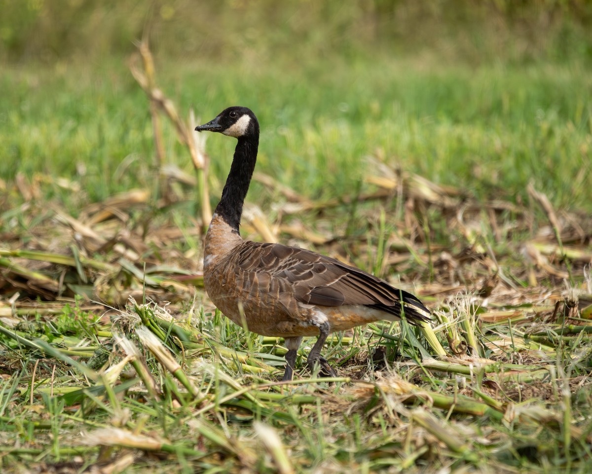 Canada Goose - ML622733611