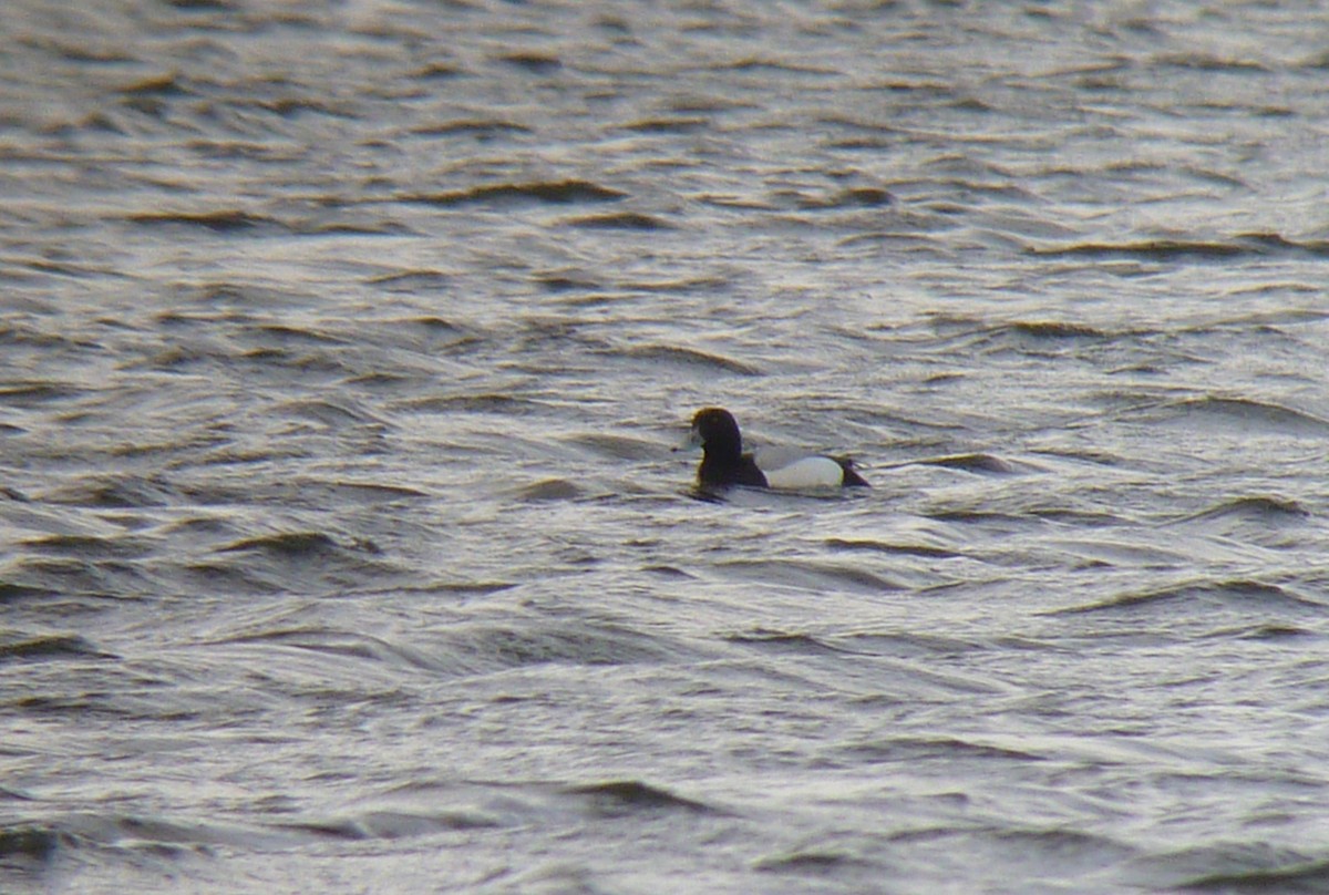 Greater Scaup - ML622733614