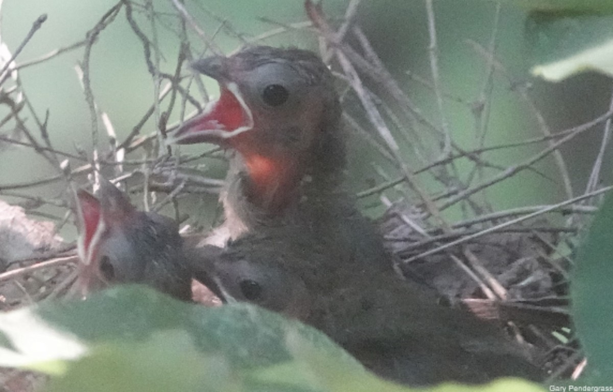 Northern Cardinal - ML622733632