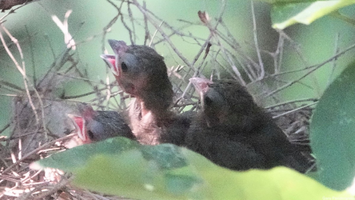 Northern Cardinal - ML622733633
