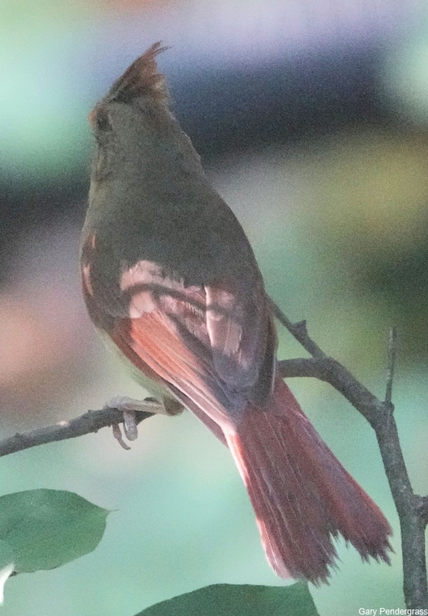 Northern Cardinal - ML622733634