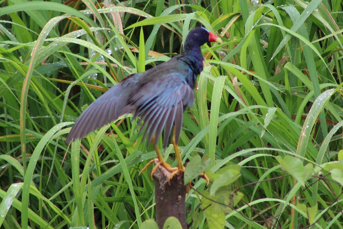 Purple Gallinule - Tommy DeBardeleben