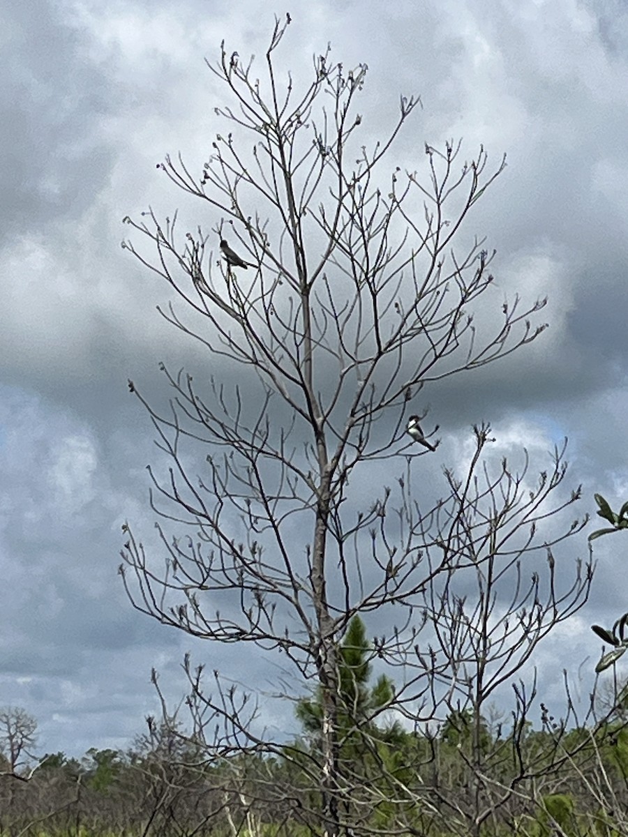 Eastern Kingbird - ML622733699