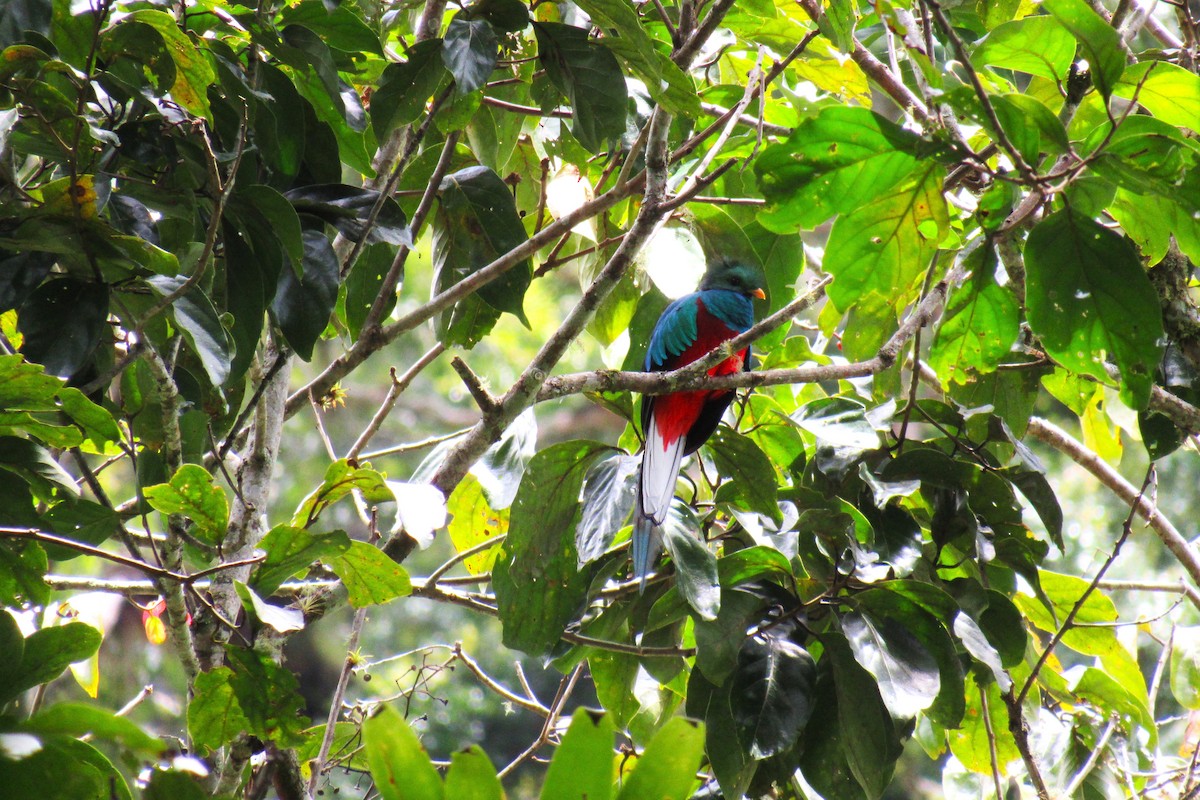 Quetzal Guatemalteco - ML622733704