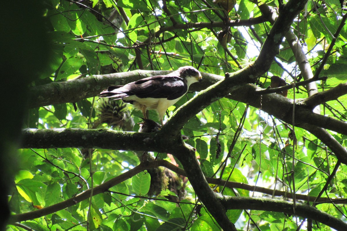 Short-tailed Hawk - Aneth Pérez