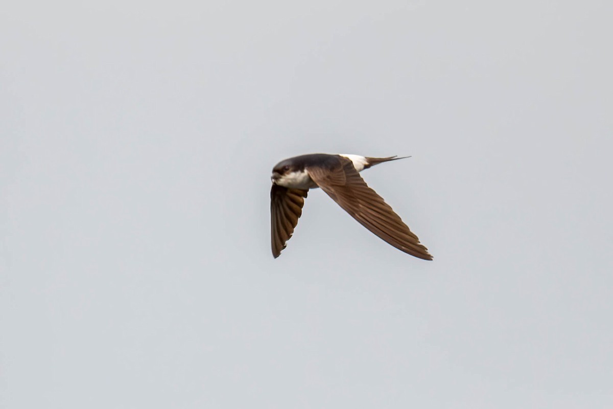 Western House-Martin - Gerry Meenaghan