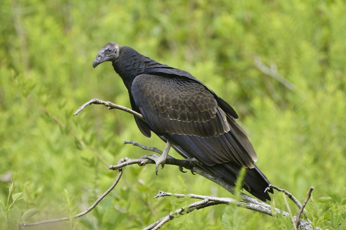 Turkey Vulture - ML622733781