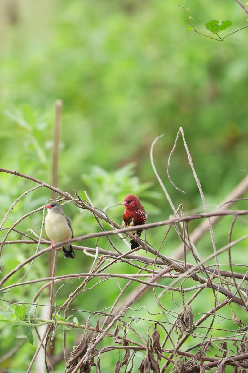 Red Avadavat - Maheshwaran Deivasigamani