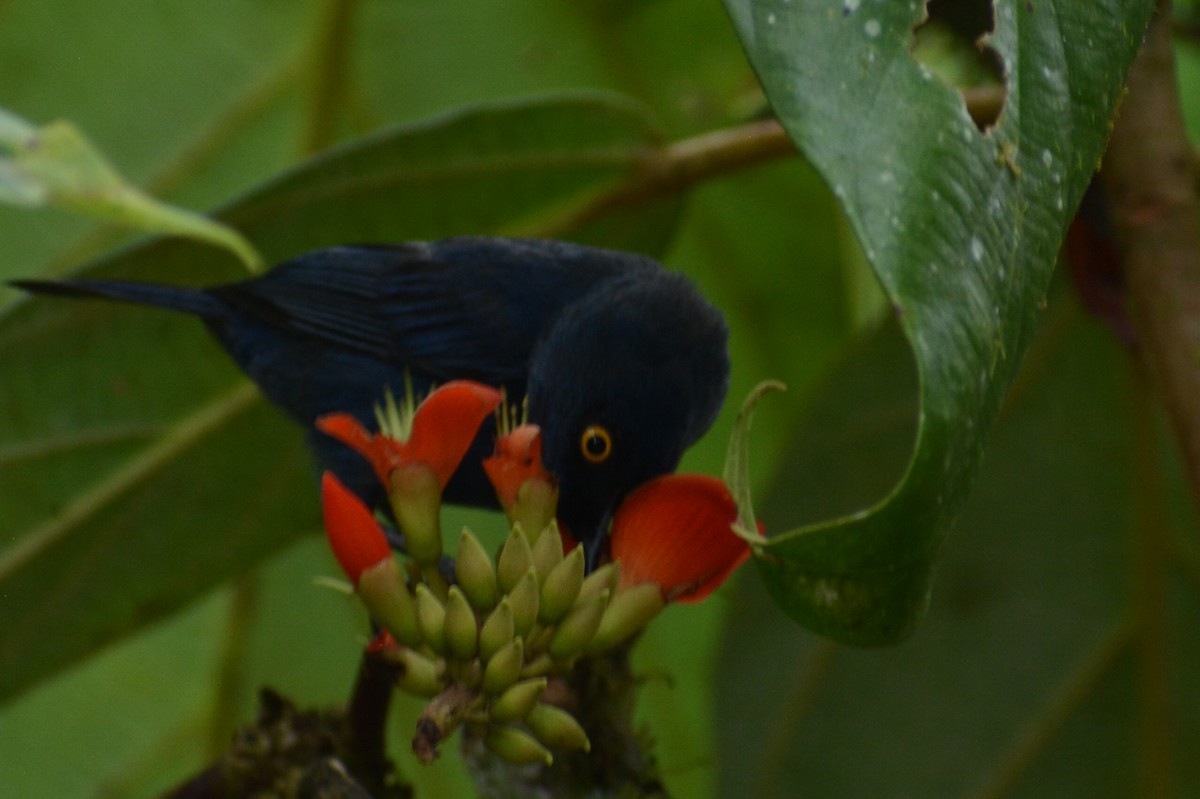 Deep-blue Flowerpiercer - Diego Piñán