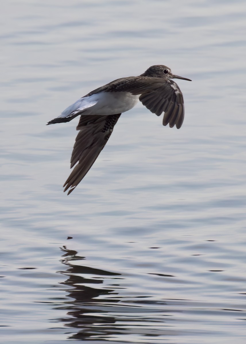 Green Sandpiper - Graeme Risdon