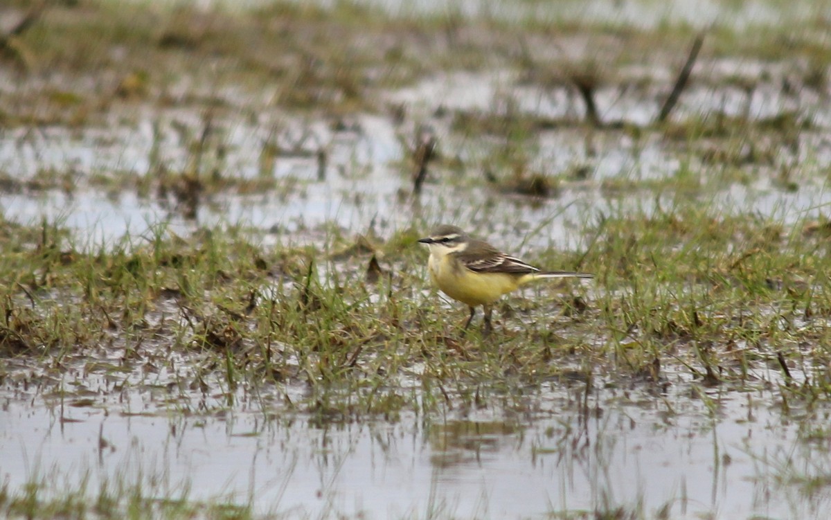 Western Yellow Wagtail (flava/beema) - ML622733840