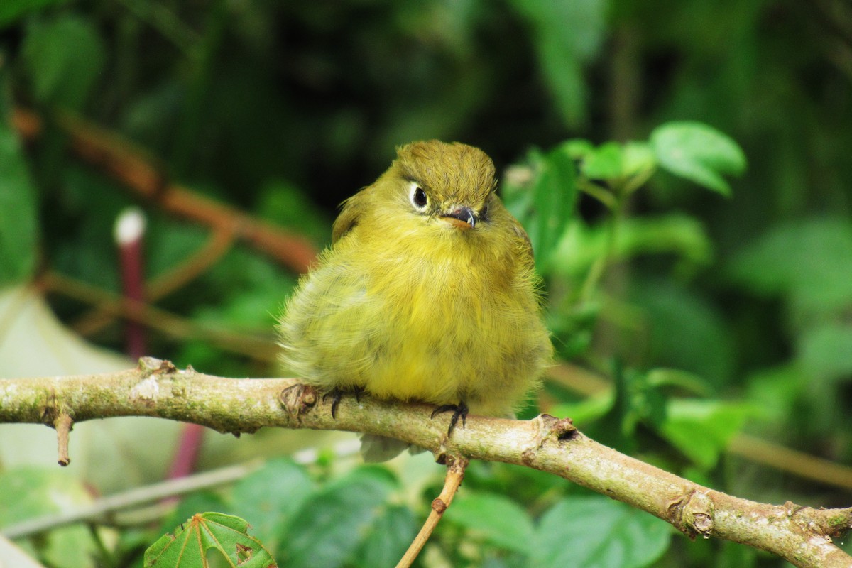 Yellowish Flycatcher - Aneth Pérez