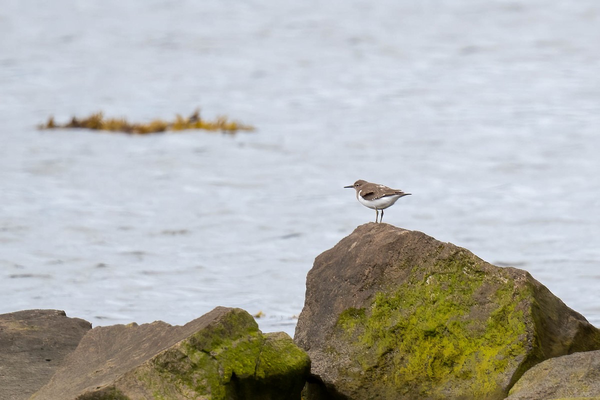 Common Sandpiper - ML622733888