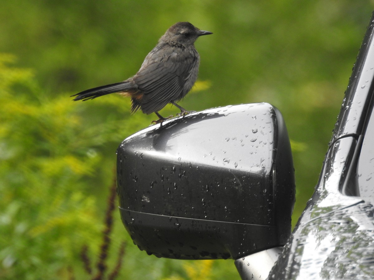 Gray Catbird - ML622733901
