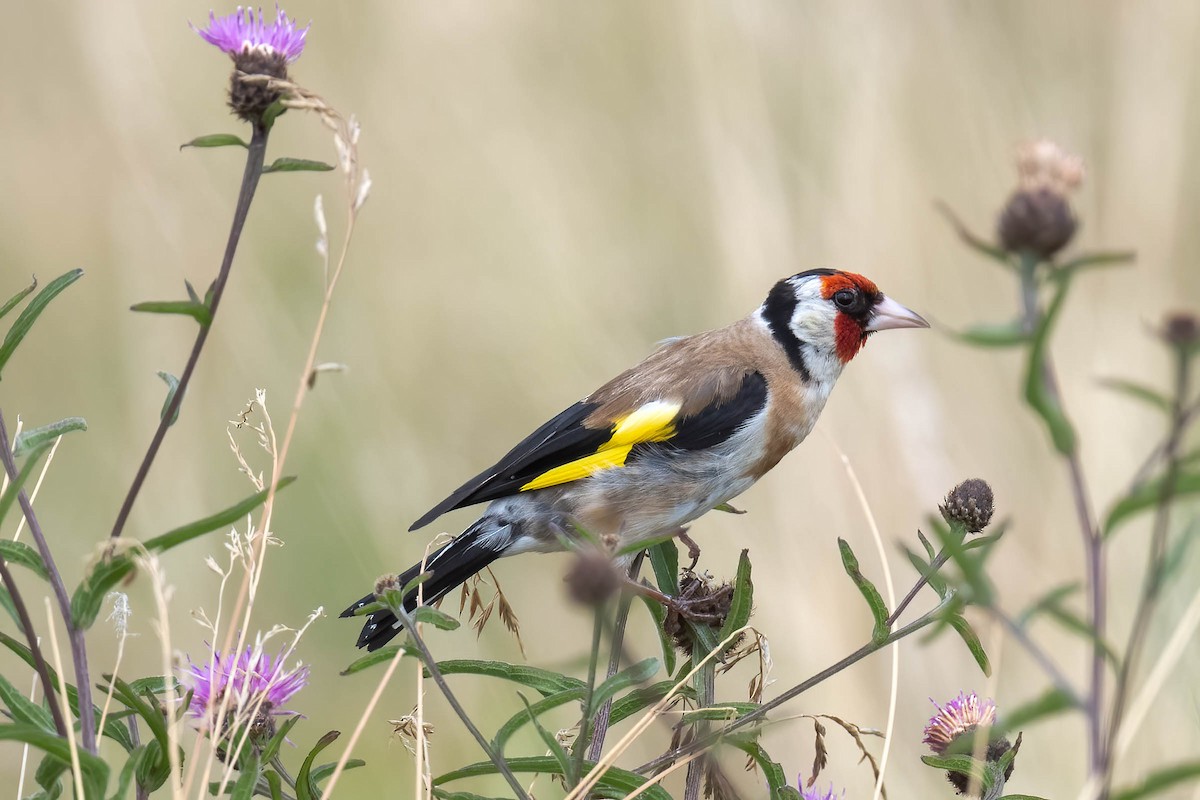 European Goldfinch - ML622733999