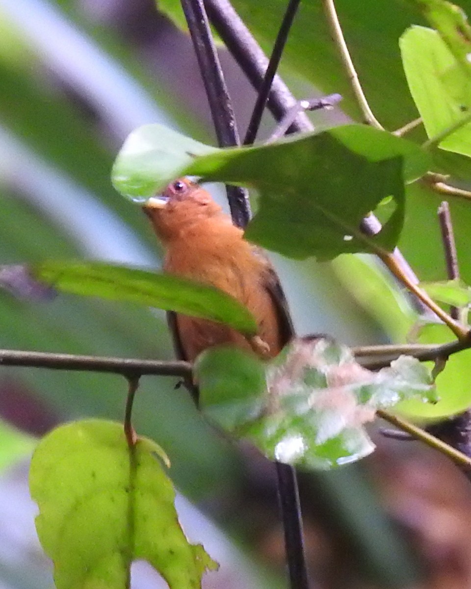 Rufous Piculet - Andrew Durso