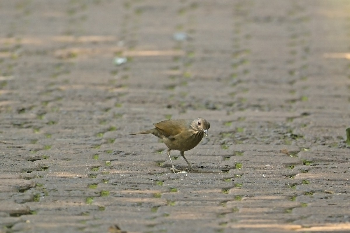 Pale-breasted Thrush - ML622734176