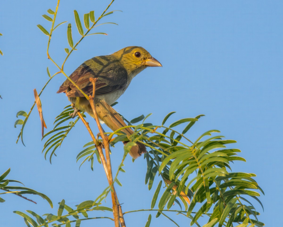 Summer Tanager - ML622734182