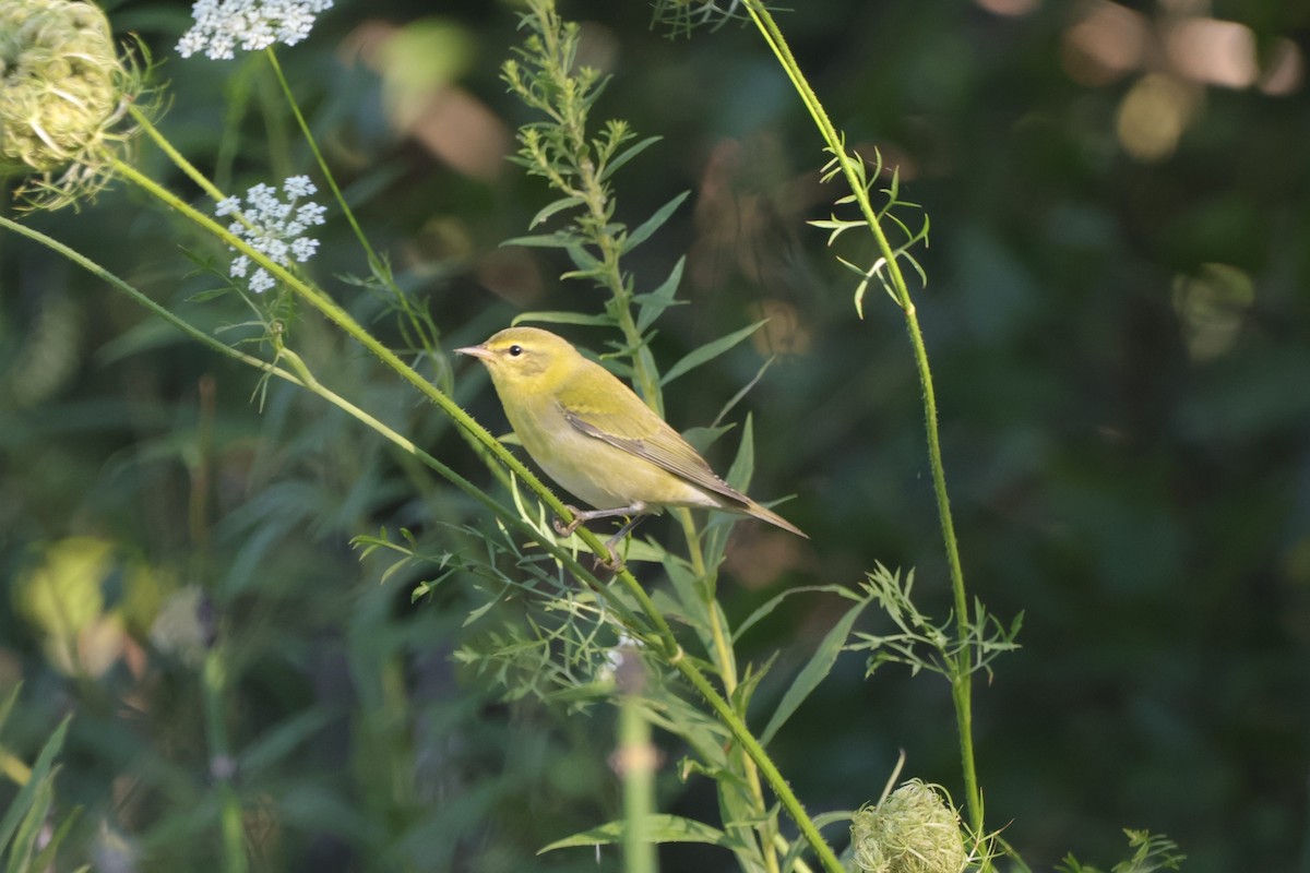 Tennessee Warbler - ML622734186