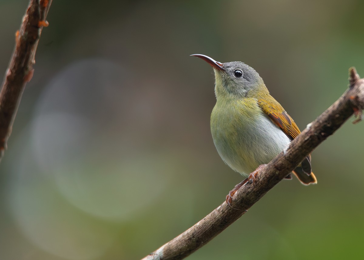 Temminck's Sunbird - ML622734190