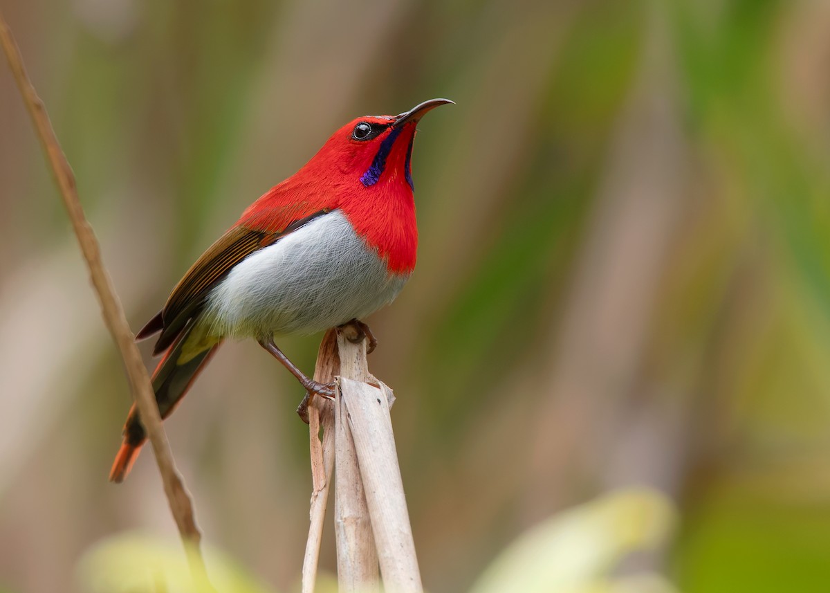 Temminck's Sunbird - ML622734191