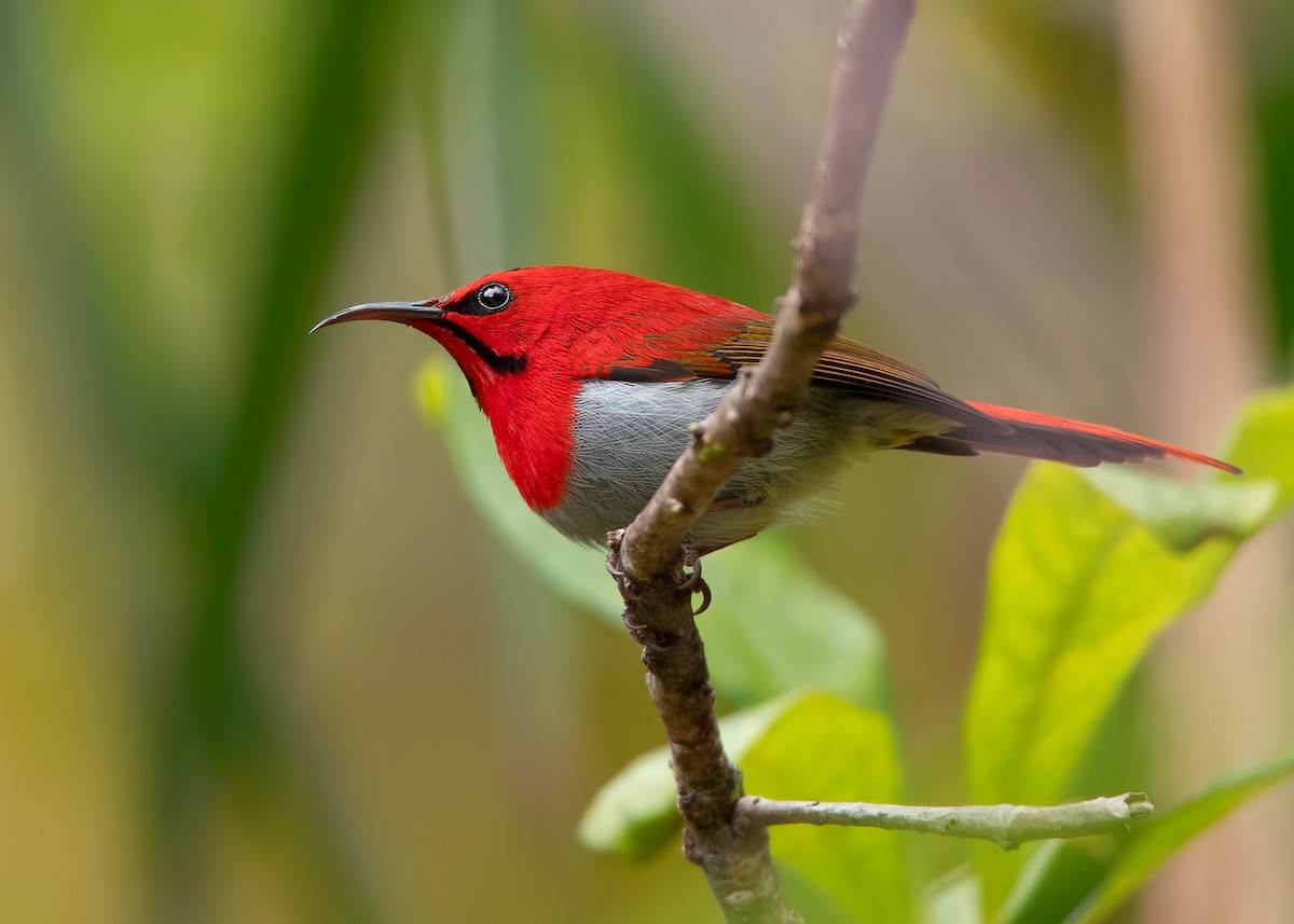 Temminck's Sunbird - ML622734195