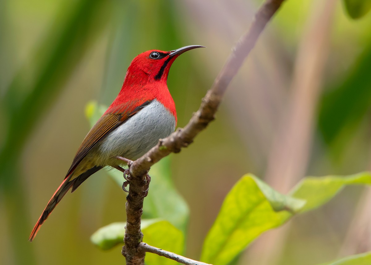 Temminck's Sunbird - ML622734197