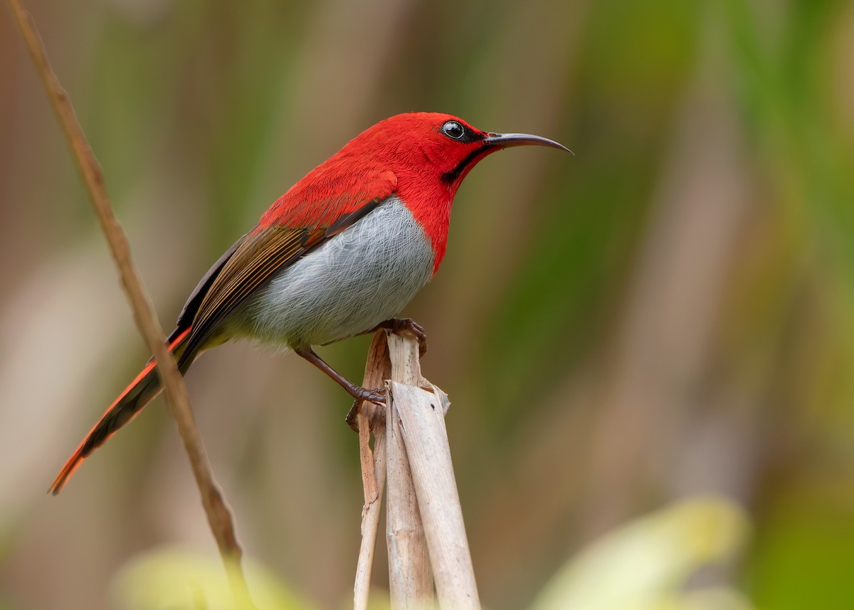 Temminck's Sunbird - ML622734200