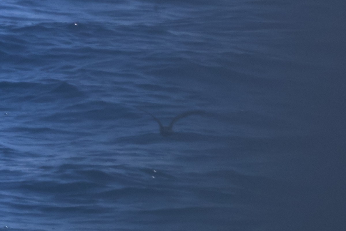 ub. stormsvale (Oceanitidae/Hydrobatidae sp.) - ML622734251