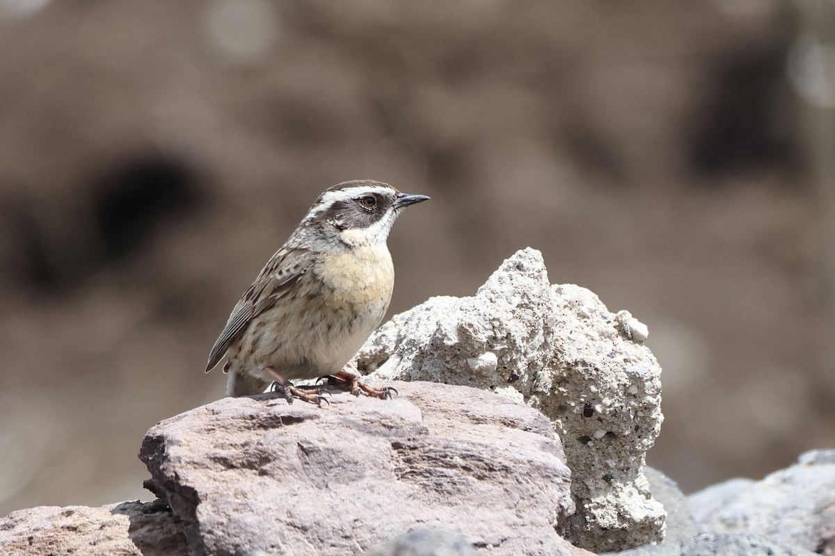 Radde's Accentor (Radde's) - ML622734330