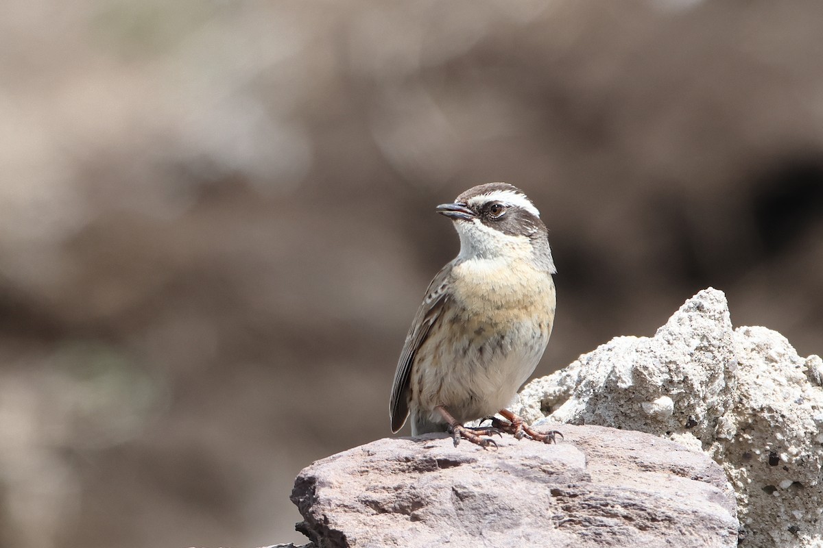 Radde's Accentor (Radde's) - ML622734331