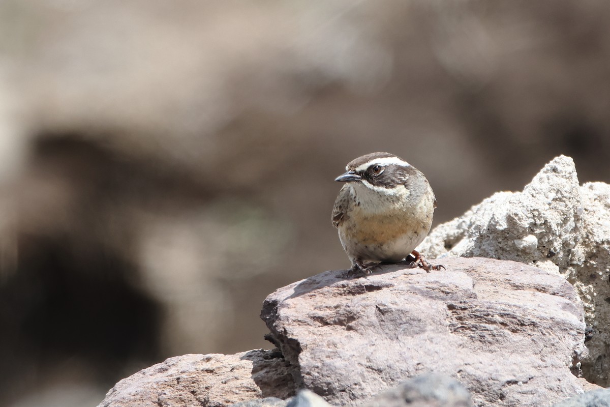 Radde's Accentor (Radde's) - ML622734332