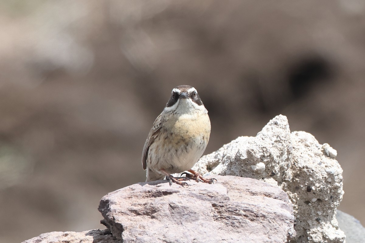 Radde's Accentor (Radde's) - ML622734333