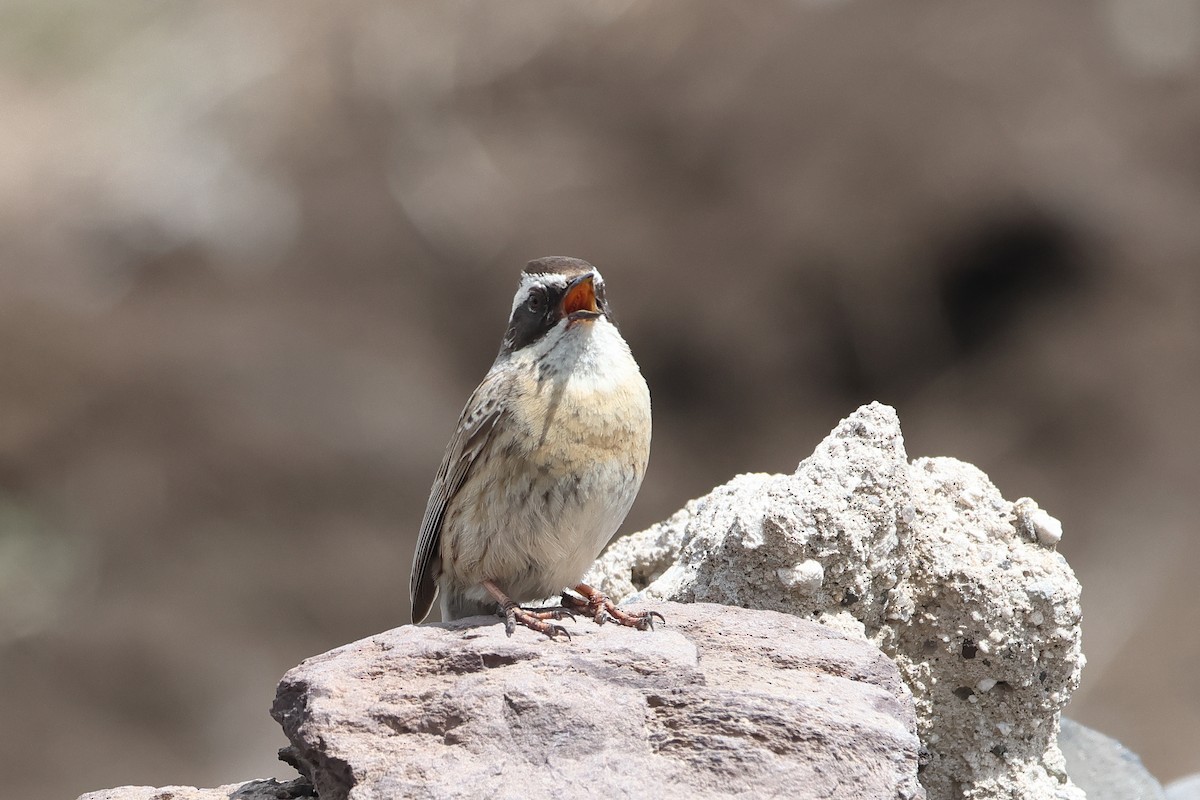 Radde's Accentor (Radde's) - ML622734334