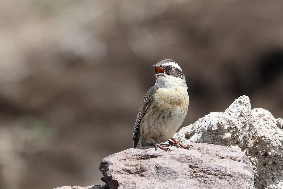 Radde's Accentor (Radde's) - Ohad Sherer