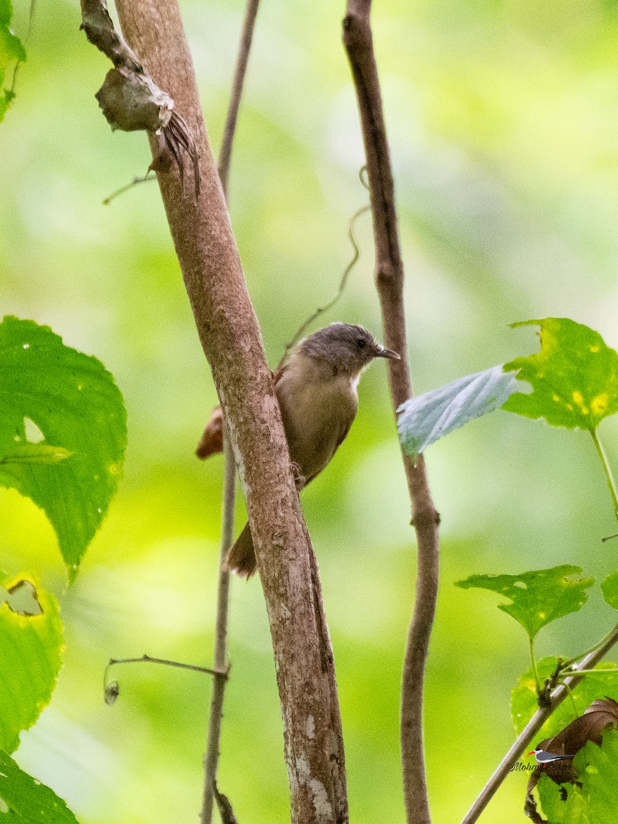 Brown-cheeked Fulvetta - Mohan Srikar