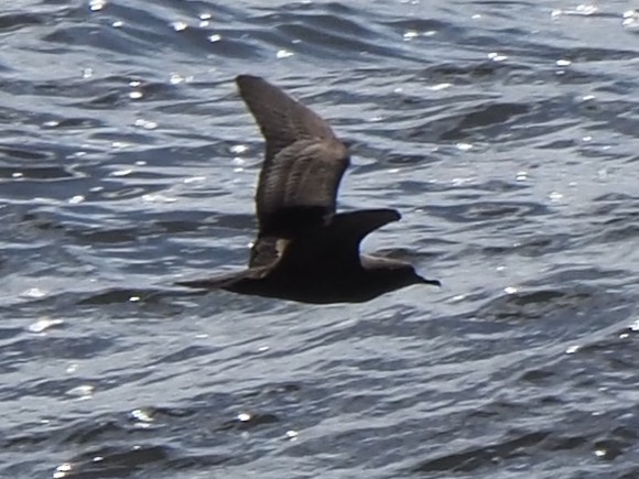 Wedge-tailed Shearwater - Frank Welten