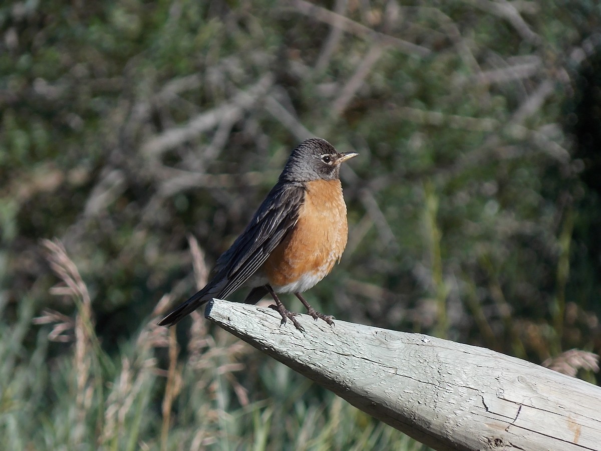 American Robin - ML622734453