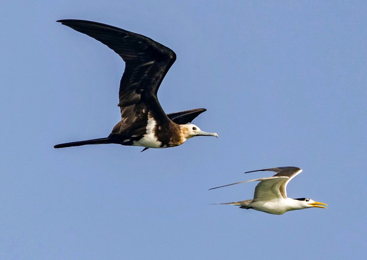 Lesser Frigatebird (Lesser) - ML622734463