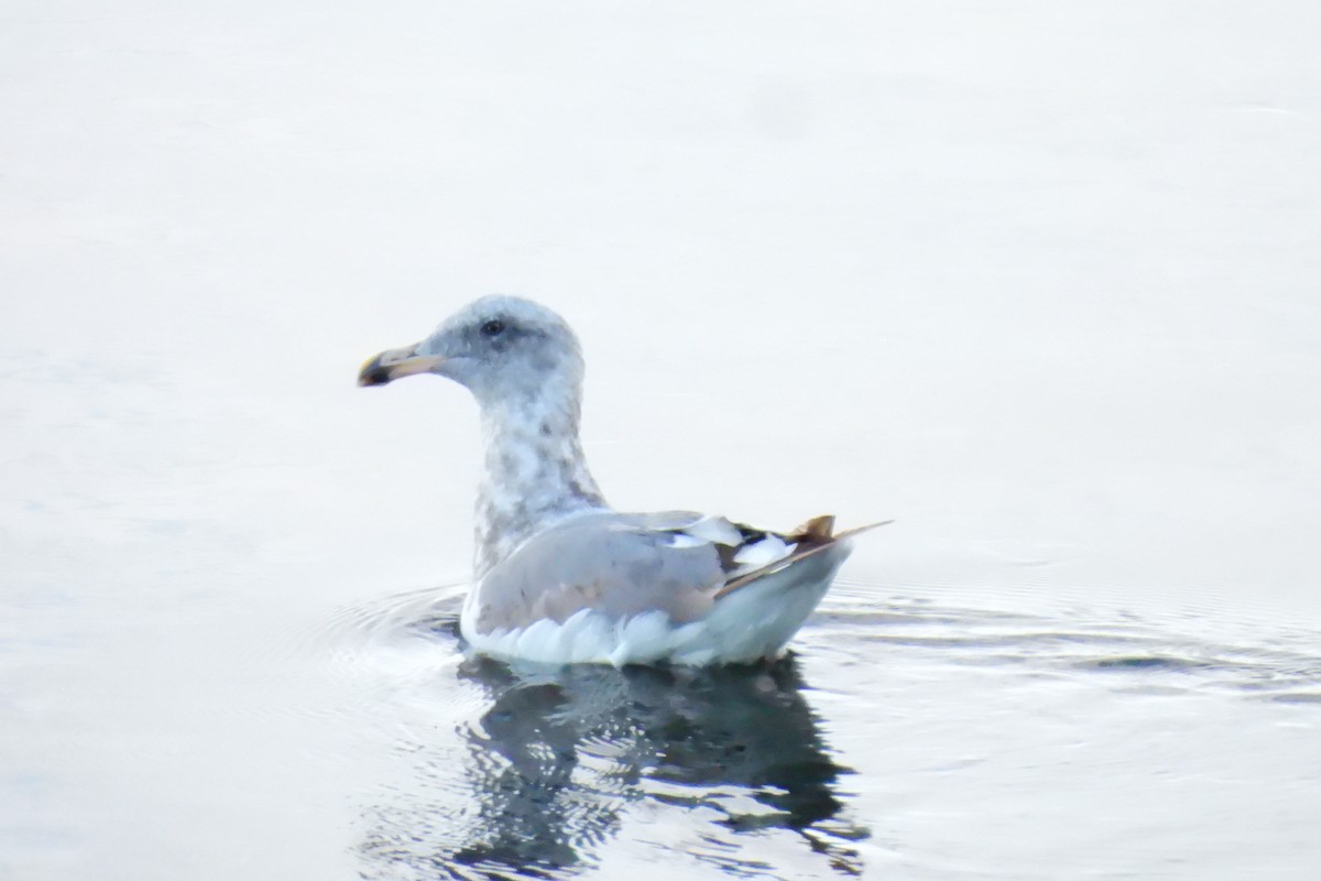California Gull - ML622734496