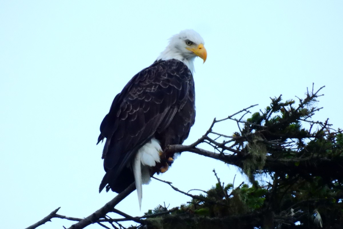 Bald Eagle - ML622734511