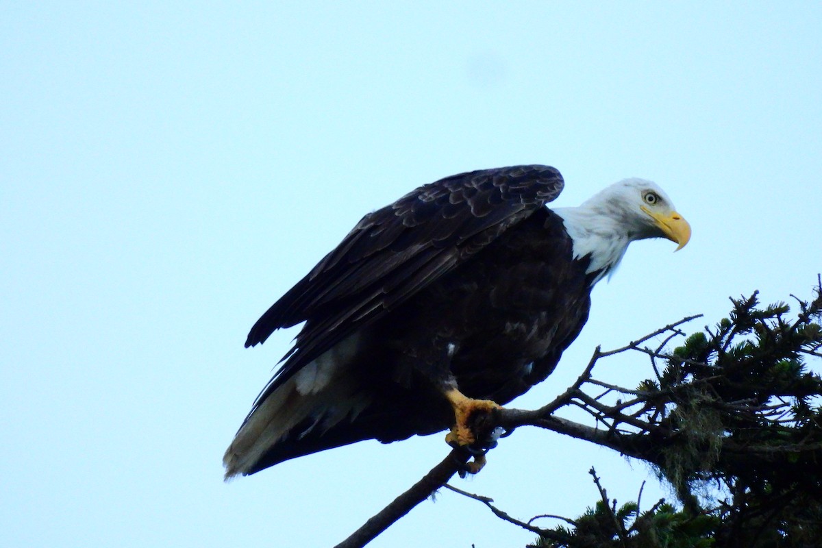 Bald Eagle - ML622734512