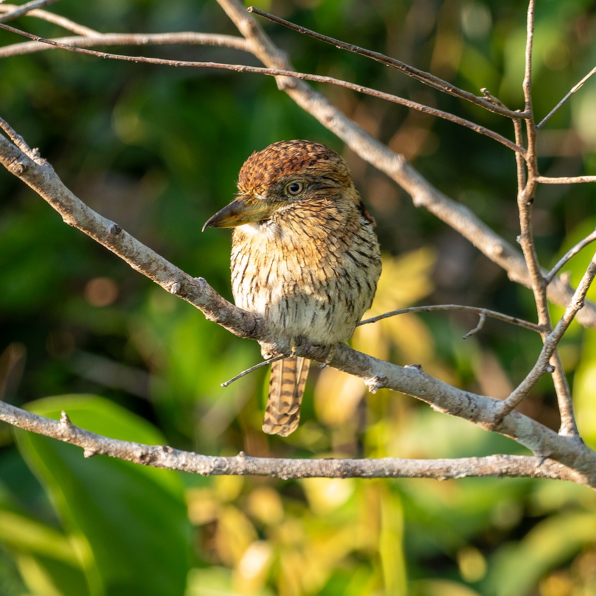 Eastern Striolated-Puffbird - Bradley Davis