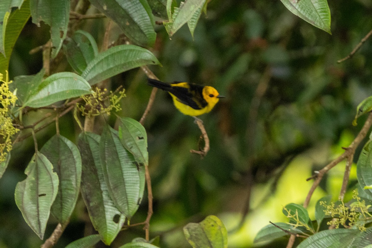 Tangara Negriamarilla - ML622734540