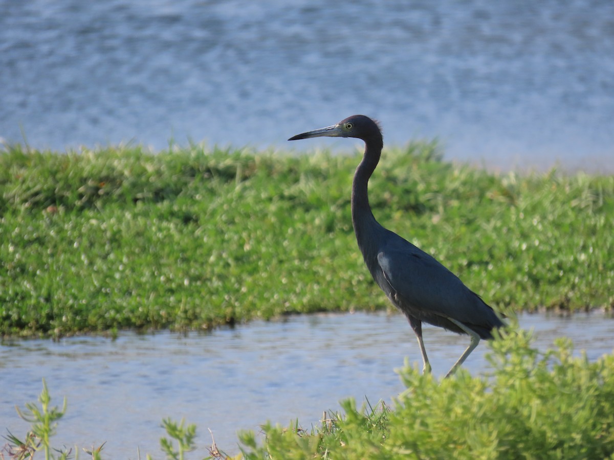 Little Blue Heron - ML622734554