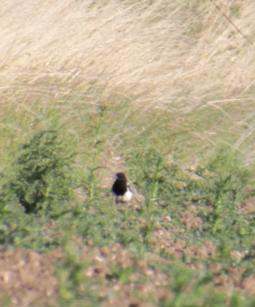 Eurasian Magpie (Eurasian) - ML622734579